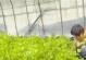 菜花种植全攻略