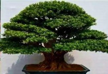 黄杨树品种排名大揭秘（探究黄杨树品种排名，了解主要品种特点）