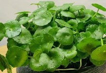 茶叶水的神奇之处——花卉施肥的好帮手（为什么茶叶水适合浇什么花？）