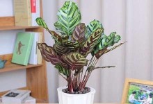 孔雀竹芋放客厅的好处（选择适合位置打造良好氛围）