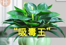 小发财树盆景的养护方法（让您的小发财树长得更健康、更美丽）