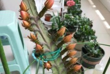 荷花移栽技巧大揭秘（以荷花长出叶子为主题的移栽全攻略）