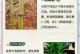 竹子顶部发黄的原因及处理方法（如何保养竹子，让其保持健康生长）