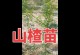 山里红树的丰收之路（探寻山林中的经济之源）