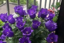 风铃花的养殖方法（轻松盆栽风铃花，让家里更美丽）