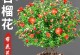 石榴花叶子干的妙用——创意手工DIY（以石榴花叶子干为材料，轻松打造个性化手工艺品）