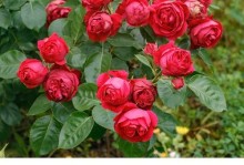 龙沙宝石月季花期（探秘花开时节，尽享盛世绚烂）