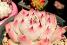 吉娃娃分盆的时间和方法详解（让你的宠物更健康的养护技巧）