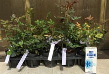 探寻浪漫宝贝的主题植物（藤本与灌木，谁才是浪漫宝贝的主角？）