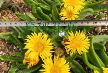 佛手托金开花时间解析（探究佛手托金的开花规律，了解其生长习性）