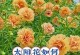 太阳花花期后的修剪技巧（保持太阳花健康的关键—正确修剪术）