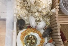 仓鼠可以吃白菜吗？——科学解析宠物饲料（白菜作为仓鼠饲料的优劣势分析）