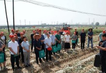 糯玉米种植全攻略（从时间到方法，轻松掌握糯玉米种植的诀窍）