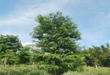 花旗木——一种珍贵木材的瑰丽世界（探究花旗木的来源、特征和用途）