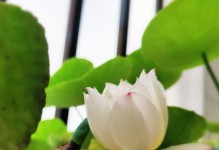 坛水生花的处理方法（让坛水生花绽放芬芳的秘密）
