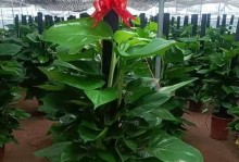 绿萝——众爱之植物