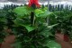 绿萝——众爱之植物