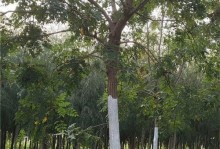 徐州适宜种植的主要树种（以生态效益为主导，营造宜人的城市环境）