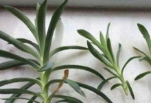康乃馨生长环境条件及特点详解（了解康乃馨的最佳生长条件，让您成功栽培）