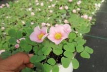 探秘紫浆草的养殖技巧（打造美丽庭院的必备植物）