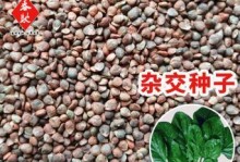 菠菜快速出苗种植方法（几天出苗的技巧与注意事项）