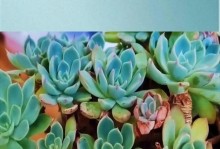 夏季植物浇水的技巧与注意事项（掌握正确浇水方法，助力夏季植物健康成长）