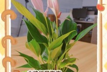 水培吉利红的养殖方法与注意事项（打造清新环保的家居绿植，培育吉利红的正确方式）