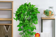 绿箩藤的养护指南（轻松学习绿箩藤的正确养殖技巧）