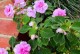 凤仙花种植全指南（了解凤仙花种植技巧，轻松打造繁花似锦花园）
