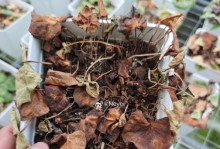 如何避免仙客来水浇多了？（为您详解几种有效的预防措施）