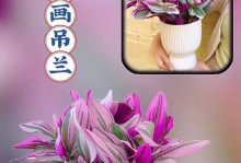 油画婚礼中吊兰的冬季保养指南（冬天来临，如何避免吊兰冻死？保护方法一网打尽）