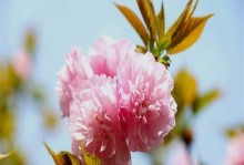樱花树病虫害防治方法与技术（让你的樱花树免受侵害）