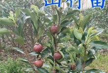 山竹几年结果实为何？（分析山竹树的结果特点和影响因素）