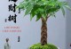 发财树如何卷曲（发财树卷曲技巧和养护秘籍解析）