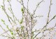 干枝花的养殖方法（教你如何种植干枝花，让你的家更美丽）