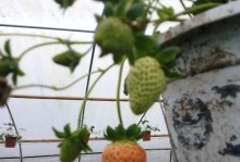 草莓种植的最佳月份（探寻草莓生长的最佳时间及关键因素）
