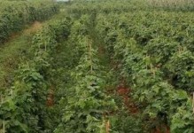 葛根种植技巧详解（葛根什么时候种植最好？-种植前需知道的15个关键点）