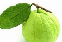 牛油果的性质解析（是热性还是凉性？）