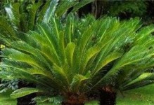 木樨是裸子植物！（探究木樨的生物分类和特点）