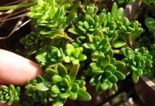 罗汉松不发芽怎么办？（教你轻松解决罗汉松不发芽的问题）