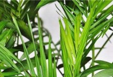 解决凤尾竹叶尖发黑问题（保持凤尾竹健康的小技巧）