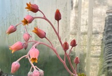 黄丽开花后花箭应对策略（解决黄丽开花后花箭问题的有效方法）