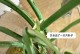 水培植物的防腐烂方法（以水培技术为基础，有效防止植物腐烂）