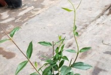 双喜藤叶片发褶的预防与处理方法（探秘双喜藤叶片发褶的原因及有效应对措施）