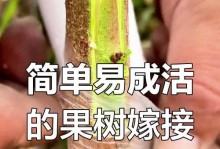 果树嫁接的成果（探讨果树嫁接的技术和效果，提高果树品质）