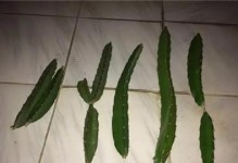 火龙果催芽方法探秘（浸种催芽法，成功率高）