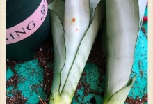 虎皮兰的养殖与见光技巧（掌握虎皮兰的养殖技巧，打造绿意盎然的家居环境）
