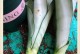 虎皮兰的养殖与见光技巧（掌握虎皮兰的养殖技巧，打造绿意盎然的家居环境）