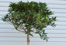 室内养护桂花的方法与注意事项（手把手教你室内种植桂花，让生活更美好）