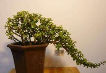 金枝玉叶的种植技巧（打造耐阴美丽花园）